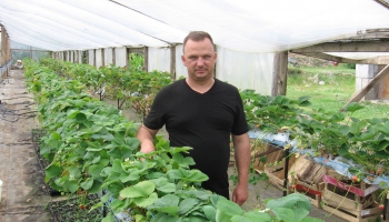 Ilmārs Gulbis Laidu pagastā jau 22 gadus audzē un selekcionē zemenes