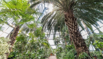 Apmeklētājiem atvērta Latvijas Universitātes Botāniskā dārza atjaunotā Palmu māja