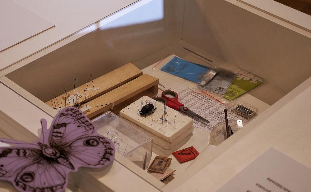 Dabas muzejs krājums