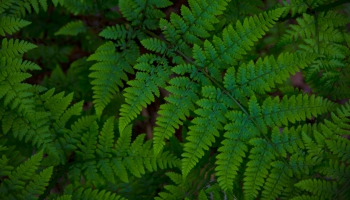 Jāņu laika mūzika 