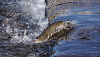 Исследователь: искусственные препятствия на реках Латвии сокращают популяцию рыбы