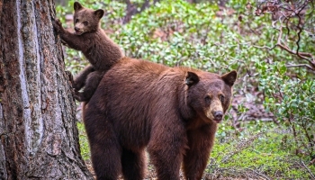 Vai zini, kam jābūt pie rokas, lai aizstāvētos pret mežā sastaptu lāci?