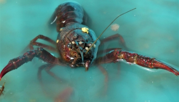 Борис Заходер. "Отшельник и роза"