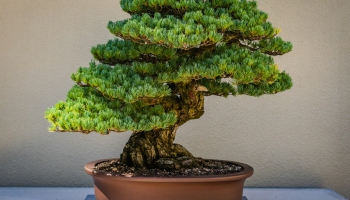 Vai zini, kas ir bonsai un kāda ir tā veidošanas māksla?
