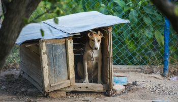 Dzīvnieku labturība: Vai ir humāni turēt suni pie ķēdes