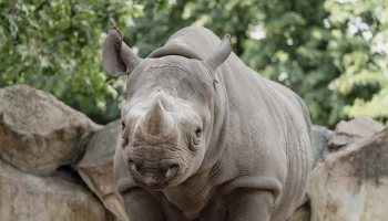 Vai zini, ka degunradzim var pakasīt degunu?