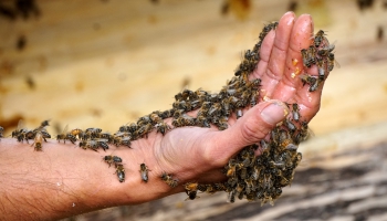 Vai zini, kāpēc bite dzeļot mirst?