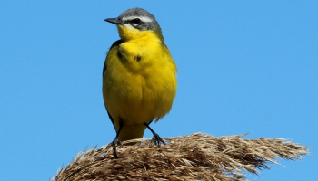 Dzeltenā cielava - gada putns 2017