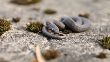 Zoologs: Ja gludenā čūska Latvijā izzudīs, no kaimiņiem tā neienāks