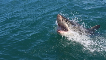 Gunāra Cīruļa romāna "Haizivij ir asi zobi" fragmenti