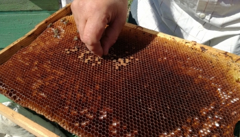 Vēlais pavasaris kavē jaunā medus ieguvi