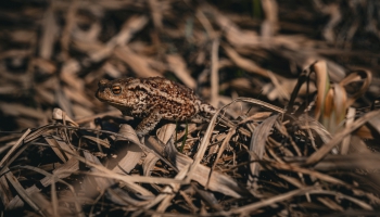 Gada dzīvnieks 2026 – parastais krupis 