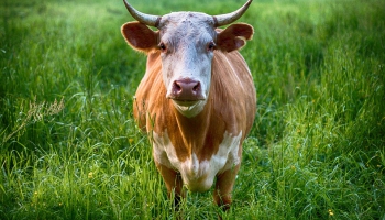 Коровы особого назначения: зачем Латвии мобильное стадо?