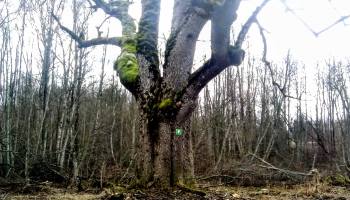 Latvijas diženākie koki: Asticu osis