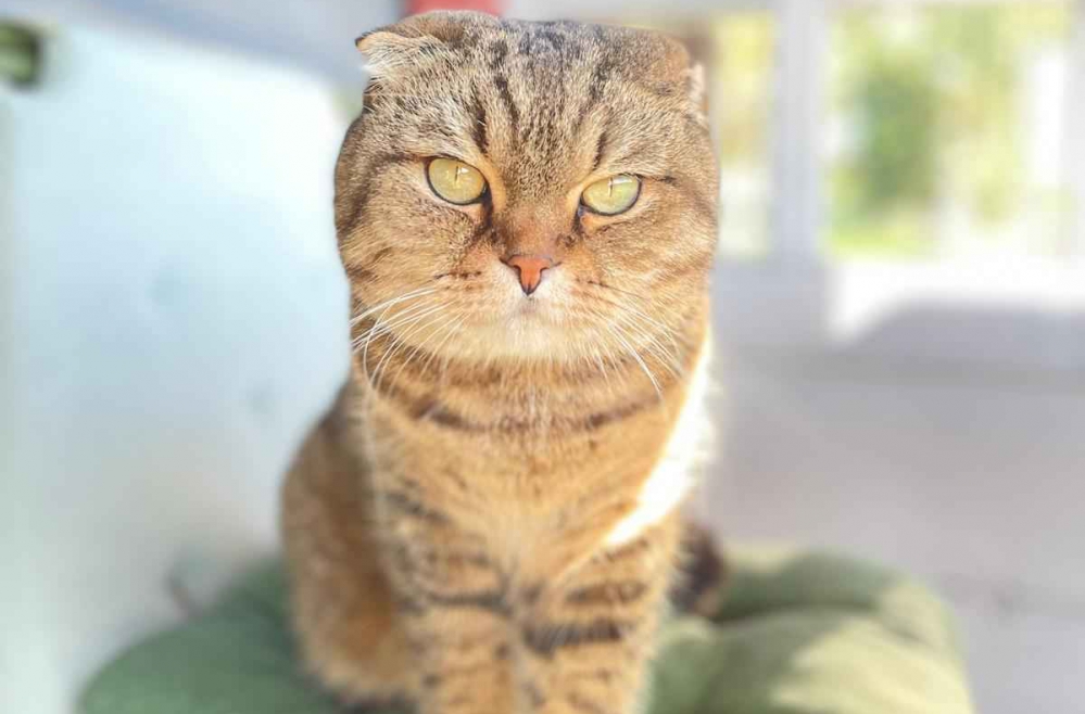 kakis