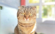 kakis