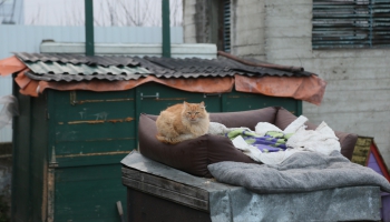 Приют для животных в Даугавпилсе: Часто люди пытаются отдать животных, прикрываясь враньем