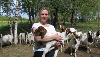 Inga Kalniņa kopā ar vīru Amatas pagastā audzē Būru šķirnes kazas un aitas