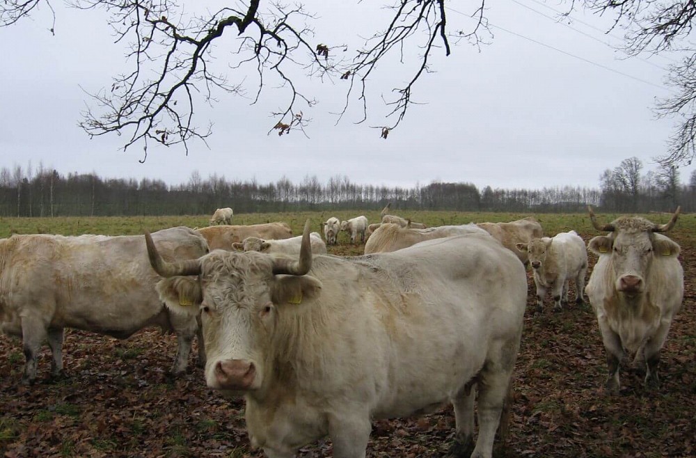 Maija Zvirbule Brenguļi govs liellops