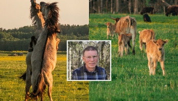 Zootēka 154: Savvaļas zirgi, taurgovis un dabas atjaunošana Ķemeru pļavās: biologs A.Liepa