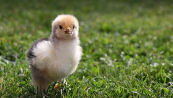 Борис Заходер. "Жил-был Фип"