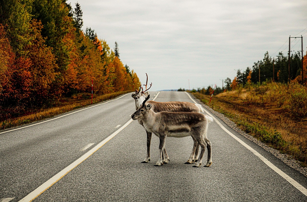 Животные на дороге: можно ли избежать столкновения?