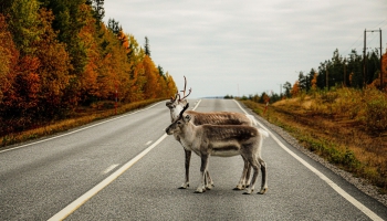 Животные на дороге: можно ли избежать столкновения? 