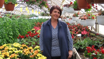 Ilona Stanga jau 25 gadus Penkulē audzē puķu stādus, tomātus un gurķus