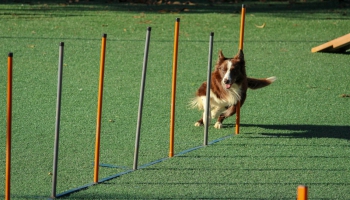 Suņu skolas un treneris: atbilstošākās mācību metodes un veida izvēle