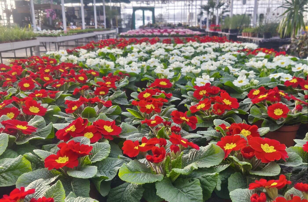 siltumnicas siltumnicas ziedi primulas