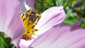 Indīgie augi un bišu sugu daudzveidība Latvijā