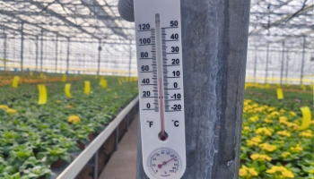 Darbi Vidzemes dārzniecībās neapstājas arī bargā salā. Apkures rēķini pamatīgi