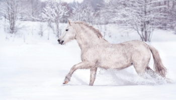 Naktsāķis 23.01.2026