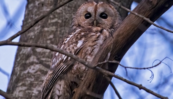 Jauna rubrika - iepazīstam Latvijas putnus. Meža pūce