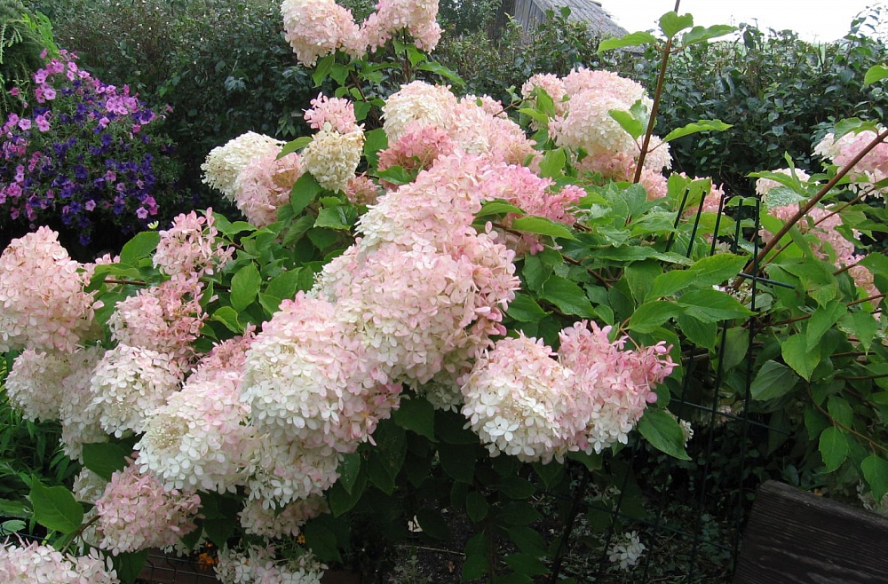 Svētrīts. Studijā mācītājs Edgars Godiņš