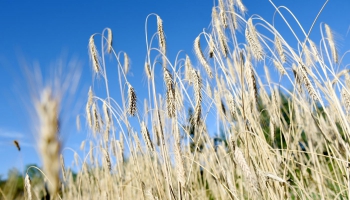 Lauksaimnieki lēš graudu ražas samazinājumu 20 līdz 50% apmērā