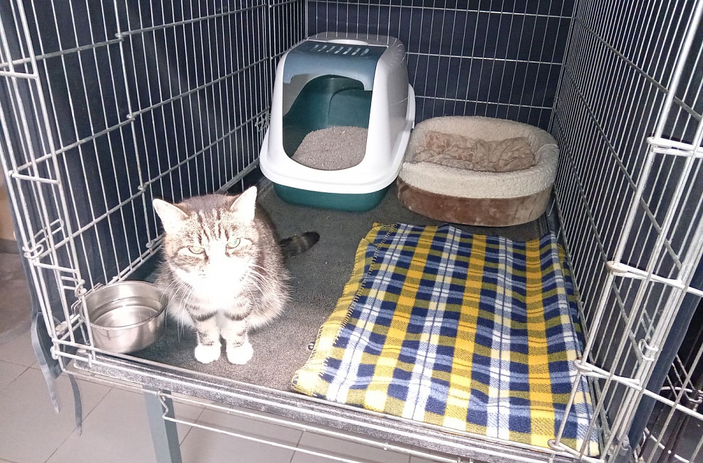 dzivnieku patversme kakis