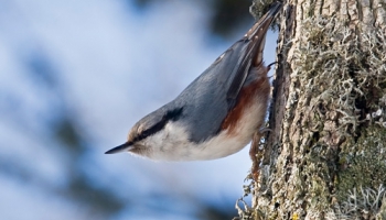 Mazs pelēks "bandīts" jeb prasmīgais kāpelētājs dzilnītis
