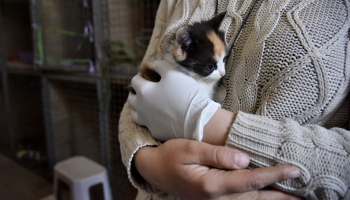 Latvieši dodas uz Ukrainu glābt dzīvniekus. Bēgļi atsakās no saviem mīluļiem