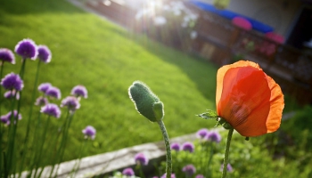 Dārza darbi jūlijā: nebaidieties izgriezt vecos ziedus puķēm un košumkrūmiem