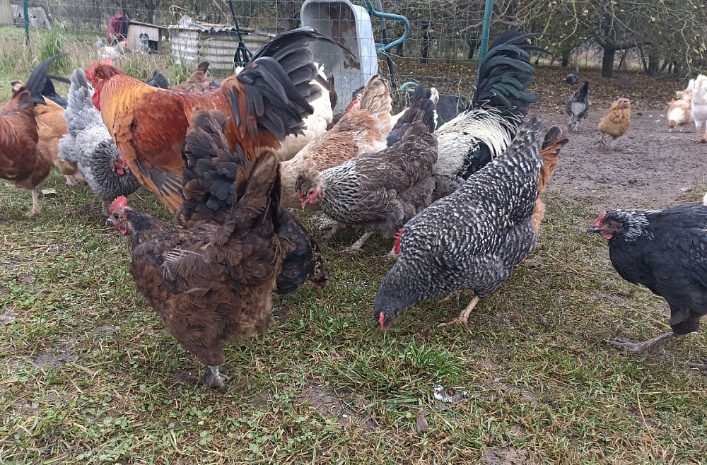 upite Balvu novads reģioni vistas majputni