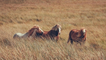 Savvaļas zirgi: ko zinām par to daudzveidību pasaulē