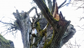 Latvijas diženākie koki: Zemgales krīvs