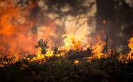 Lielie mežu ugunsgrēki Amazonē, Sibīrijā un Āfrikā. Kā tas ietekmēs dabas daudzveidību