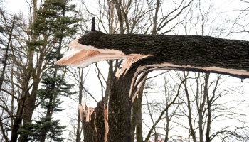 Nesenā vētra radījusi postījumus, nolauzti daudzi koki Rīgā un Ventspilī