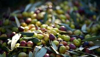 Сила традиции или бессилие прогресса? Почему сбор оливок до сих пор происходит вручную?