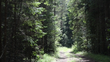 Ar kādiem meža postījumiem saskaras meža īpašnieki Latvijā?
