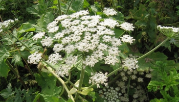 Нежданные гости: инвазивные растения