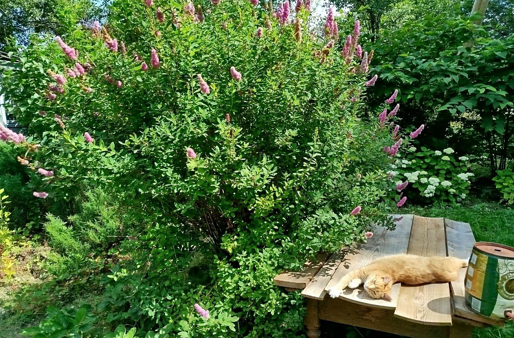 Жанна Вагале