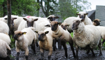 Godam nes Latvijas vārdu: Latvijas tumšgalves šķirnes aitas